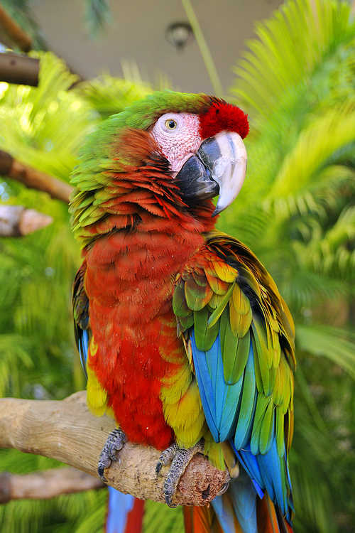 Scarlet macaw