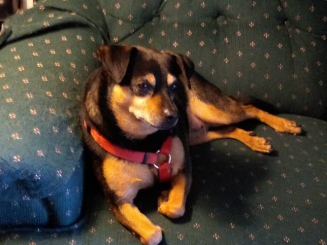 A small dog sitting on a couch