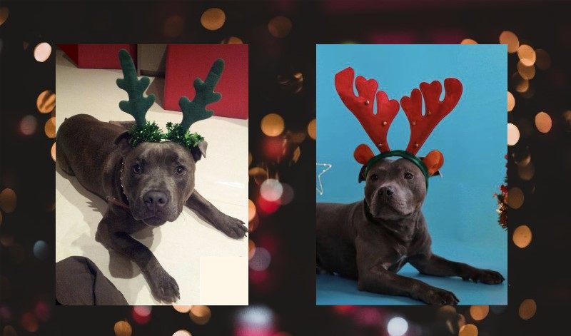 Two dogs with Christmas hats