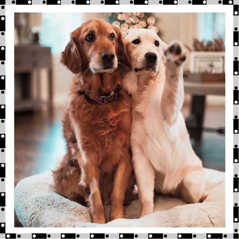 Portrait of two dogs