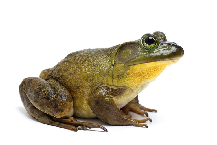 Bullfrog