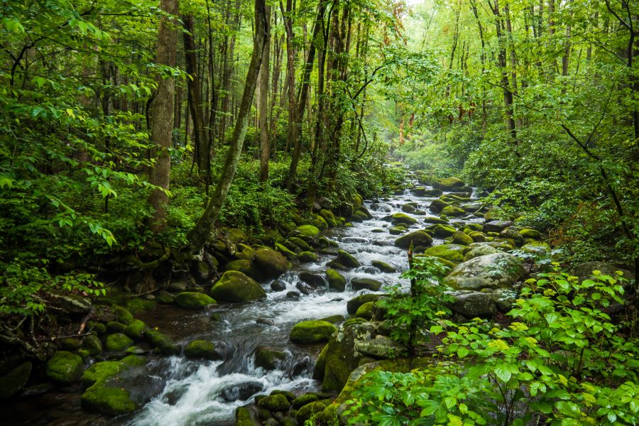 Creek flowing through woods