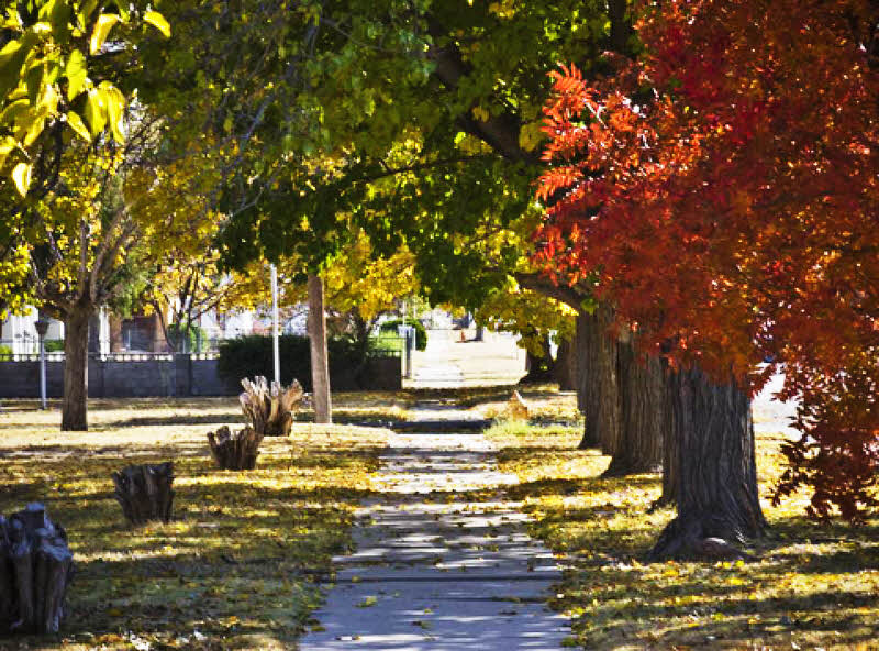 Looking along a sidewalk in fall, blurred at the edges to give a feeling of motion