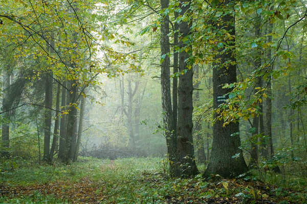 Misty hiking trail