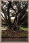 The tree