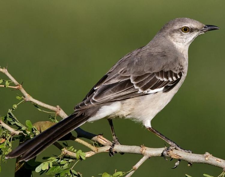 Bird on a branch