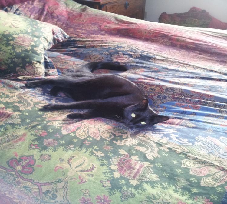 Artemis supervising the librarian