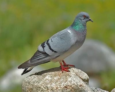 Pigeon