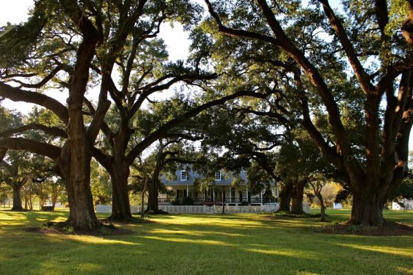 Plantation house seen through an avenue of trees