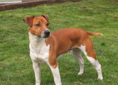 Turbo the Conroy boys’ dog