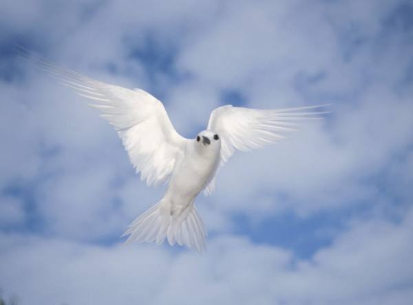 A white dove in flight