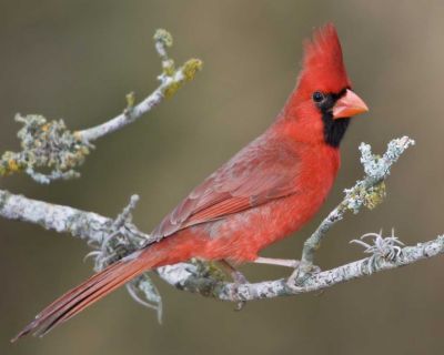 A northern cardinal