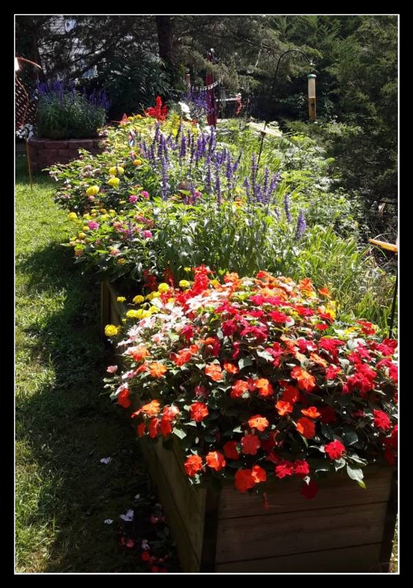 Raised garden beds with multi-colored flowers