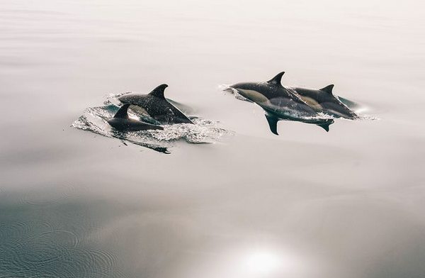 Dolphins swimming