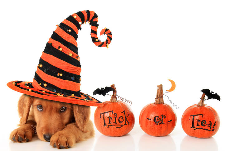 Halloween puppy wearing hat, with pumpkins beside him
