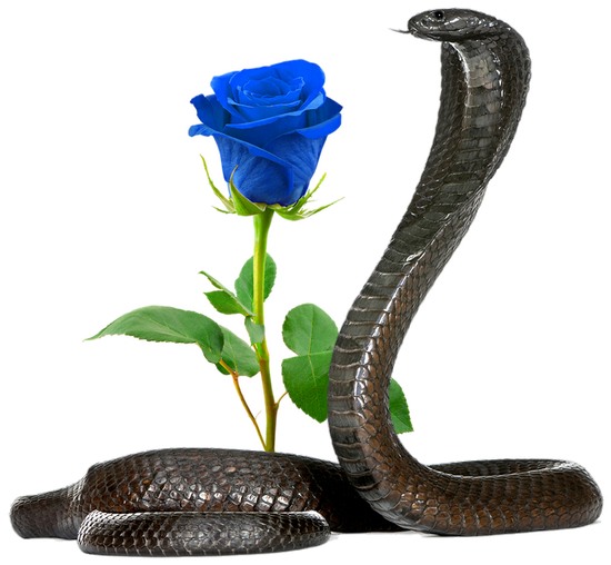 The Guardian and the Blue Moon Rose