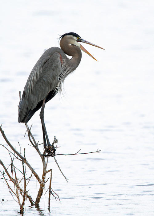 Great blue heron